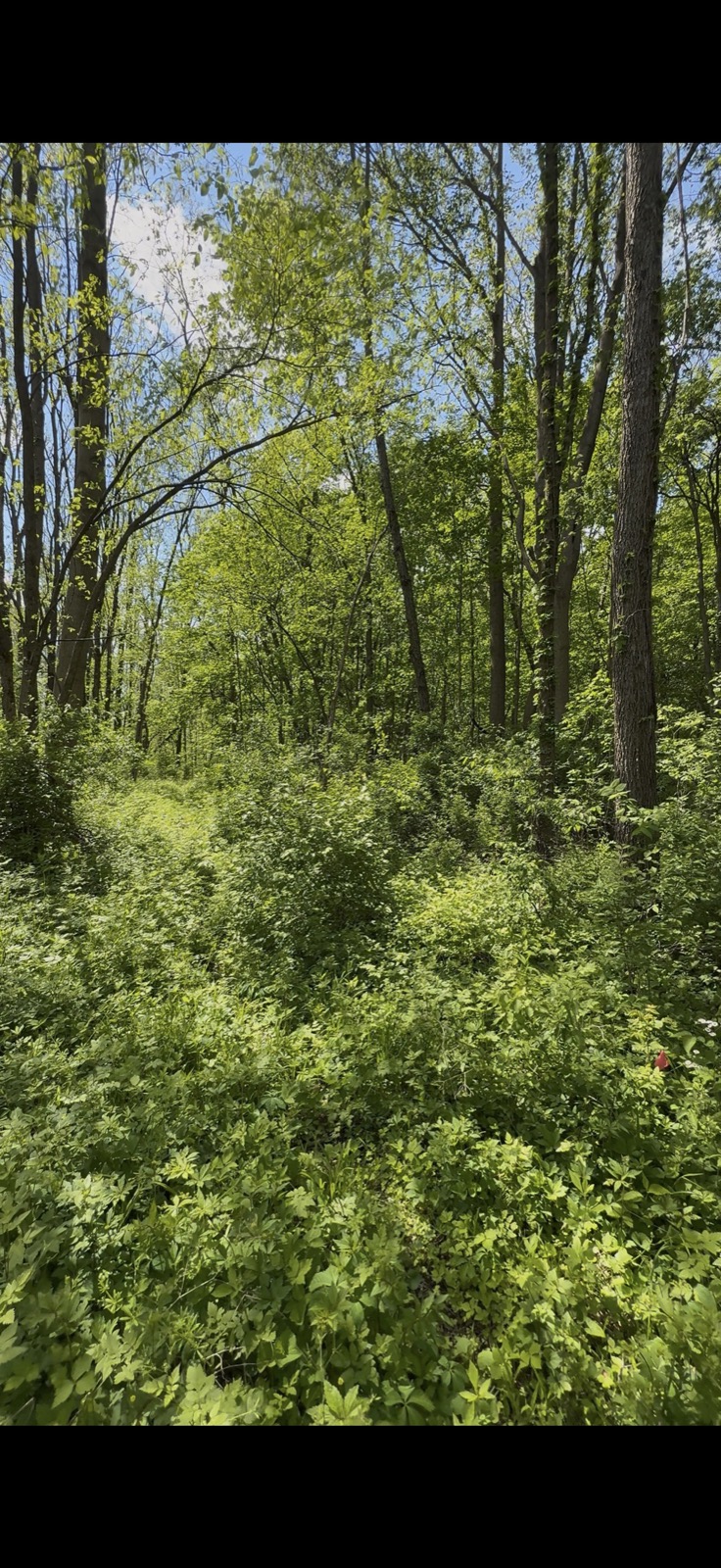 Land Clearing That Turns Rough Ground Into Usable Property