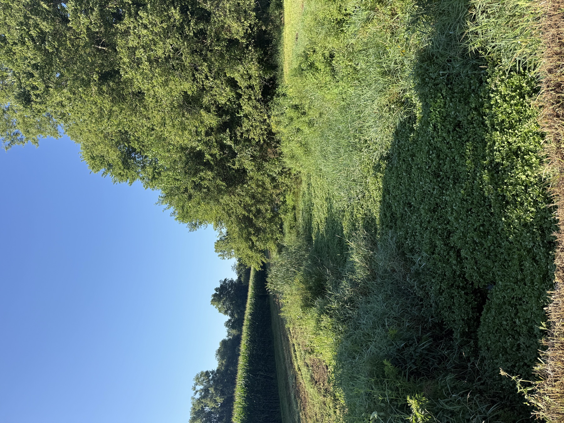 Rush County Open Ditch Restoration before photo 1