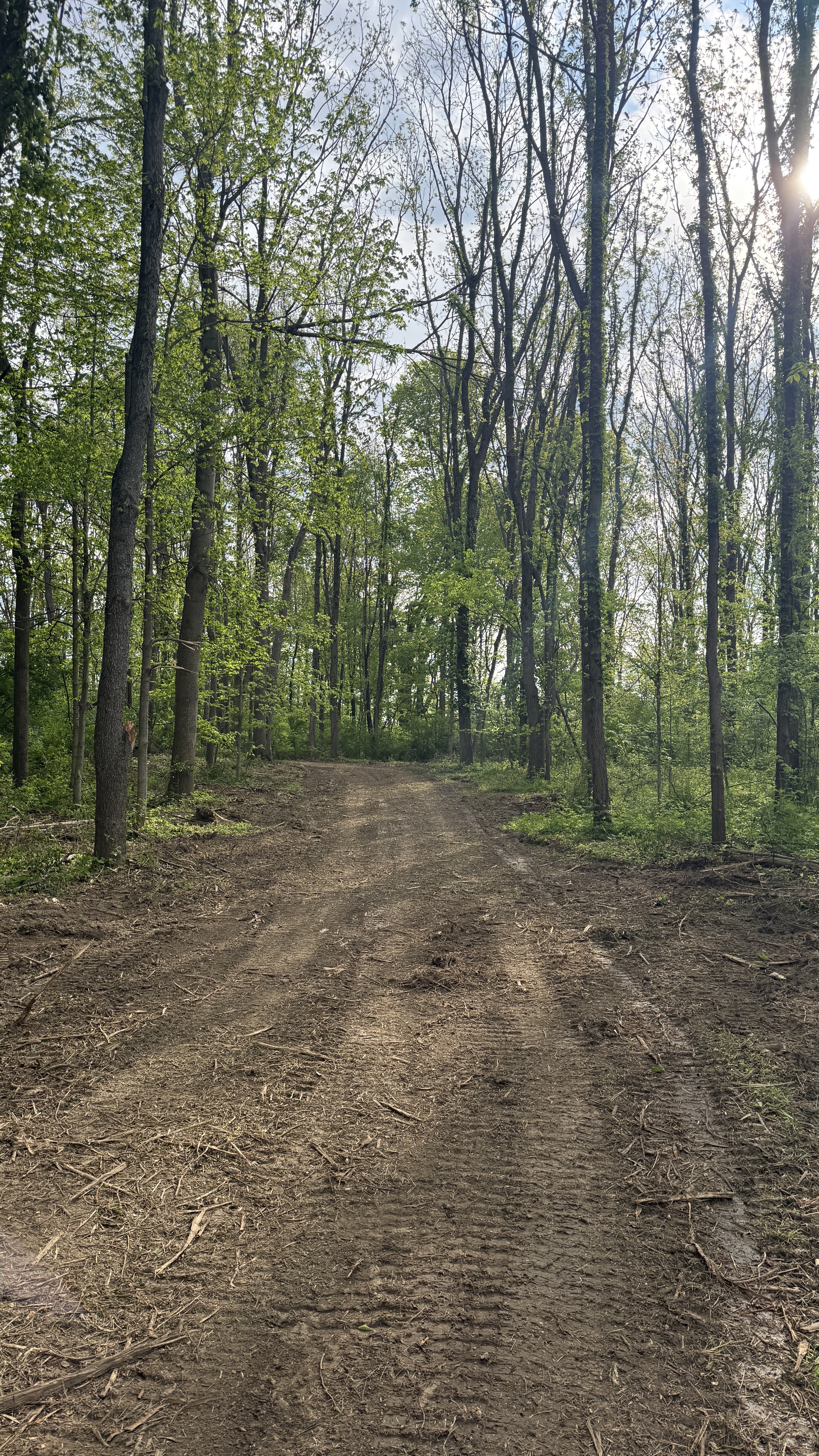 Wide cleared trail through mature trees