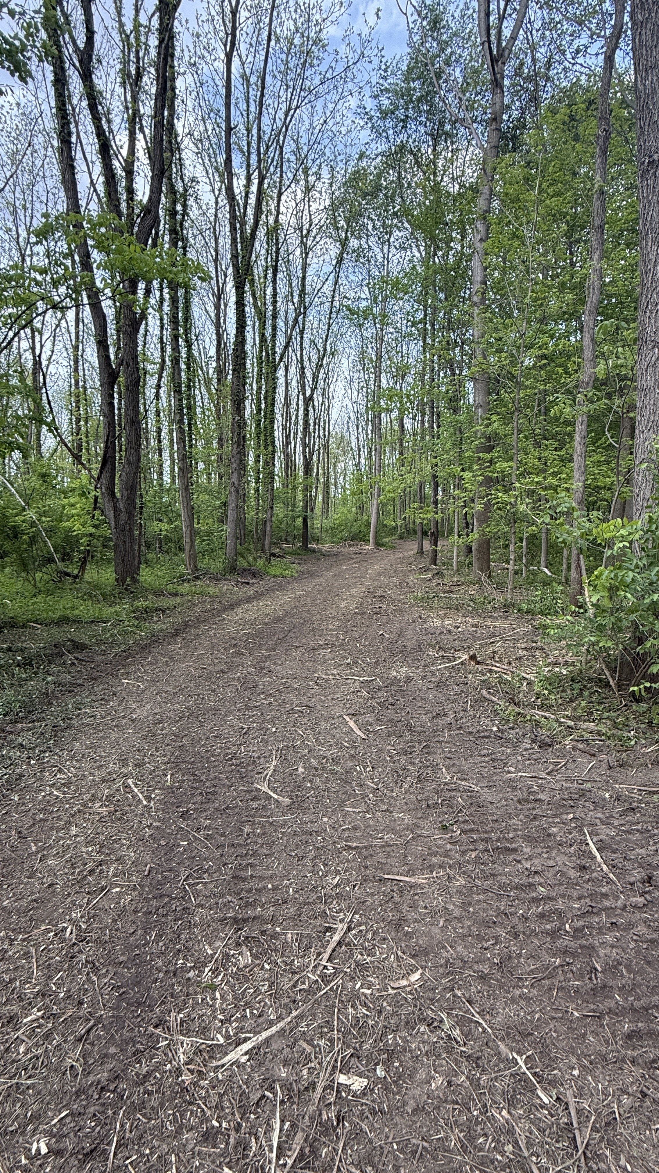 Finished woodland trail after invasive removal