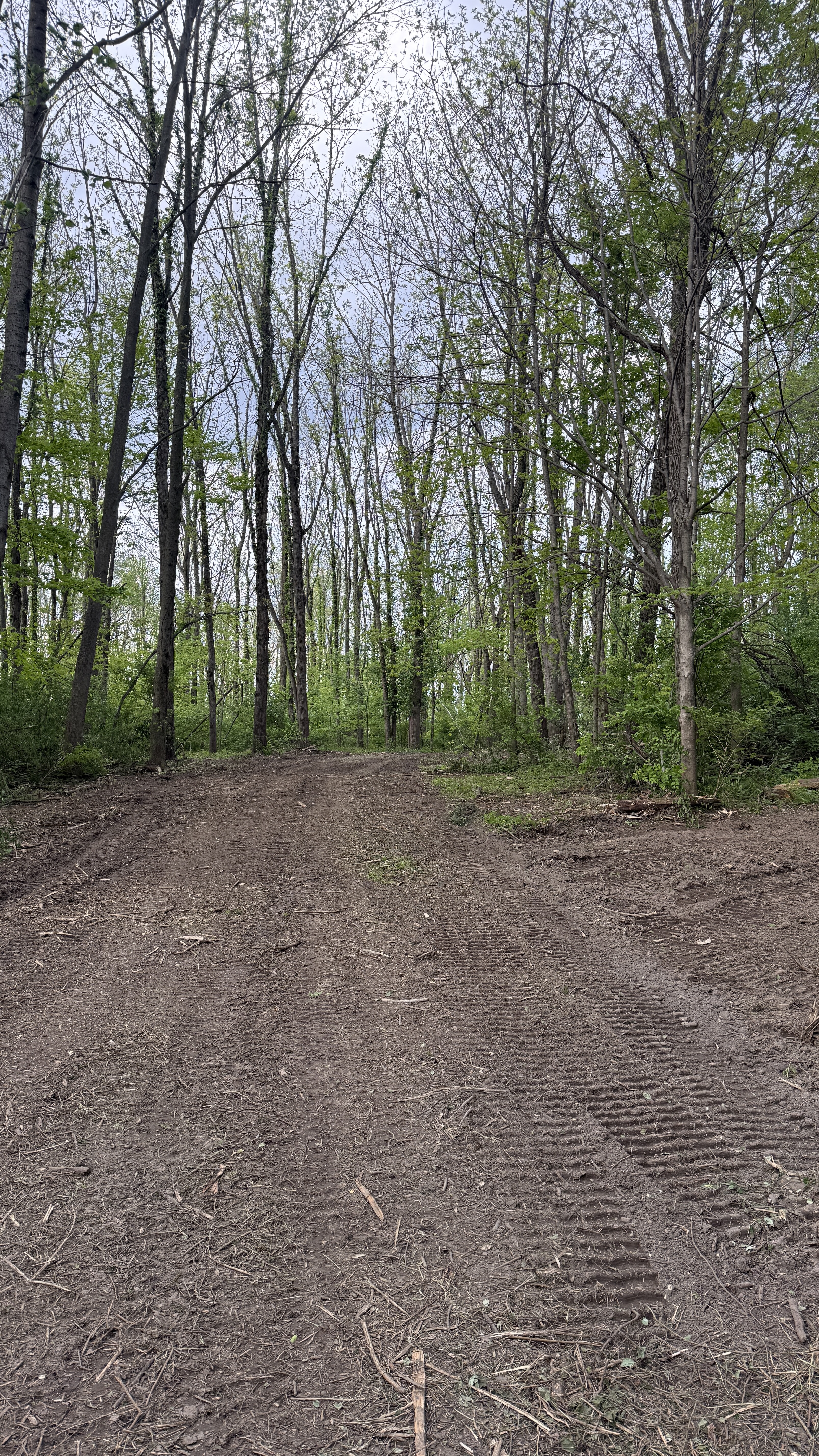 Main trail cleared through woods