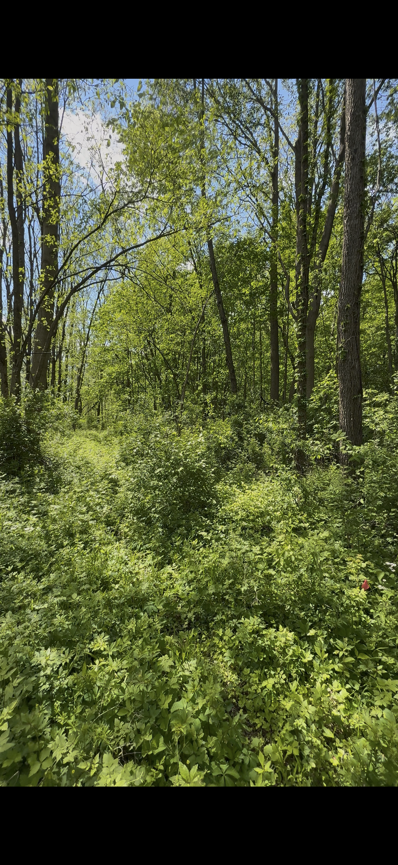 Overgrown woods before trail clearing