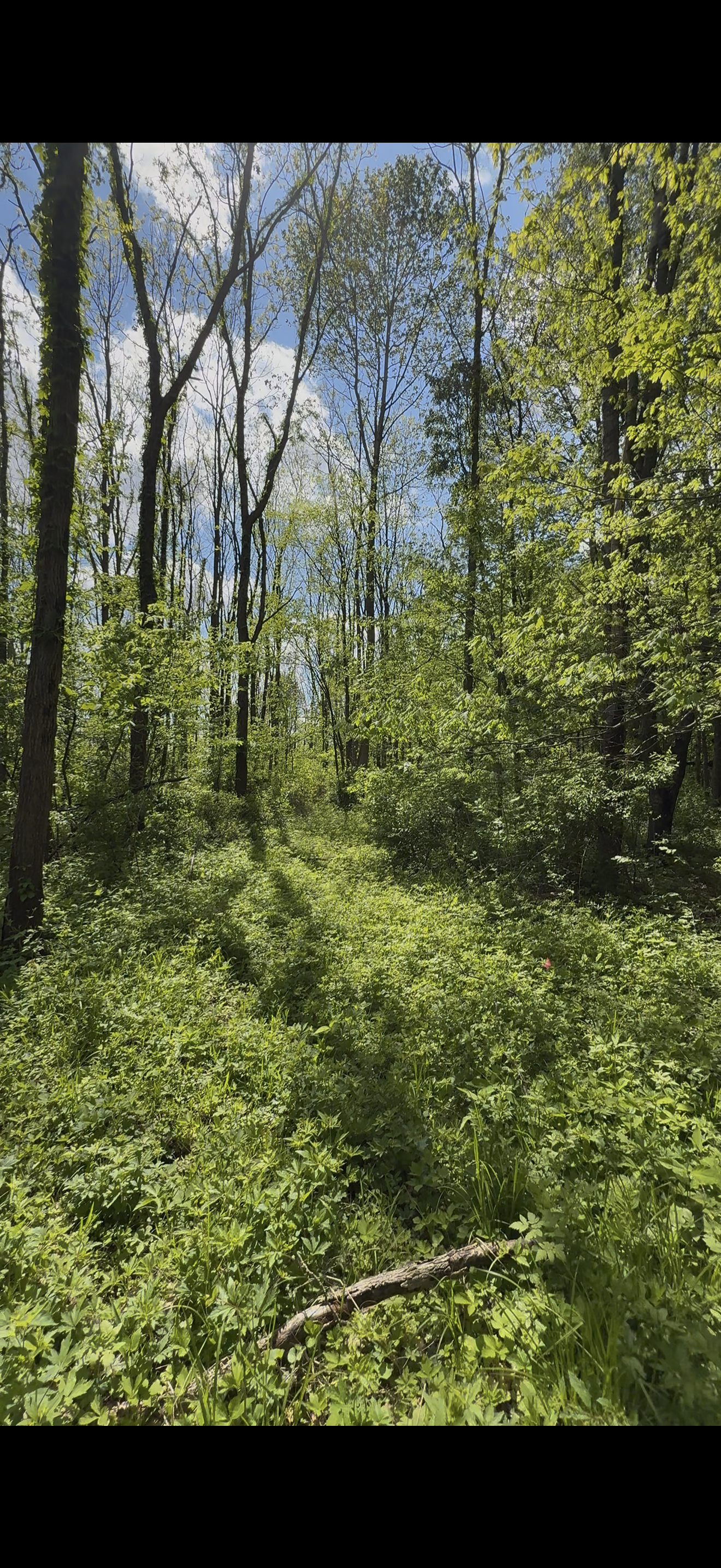 Dense invasive growth before clearing