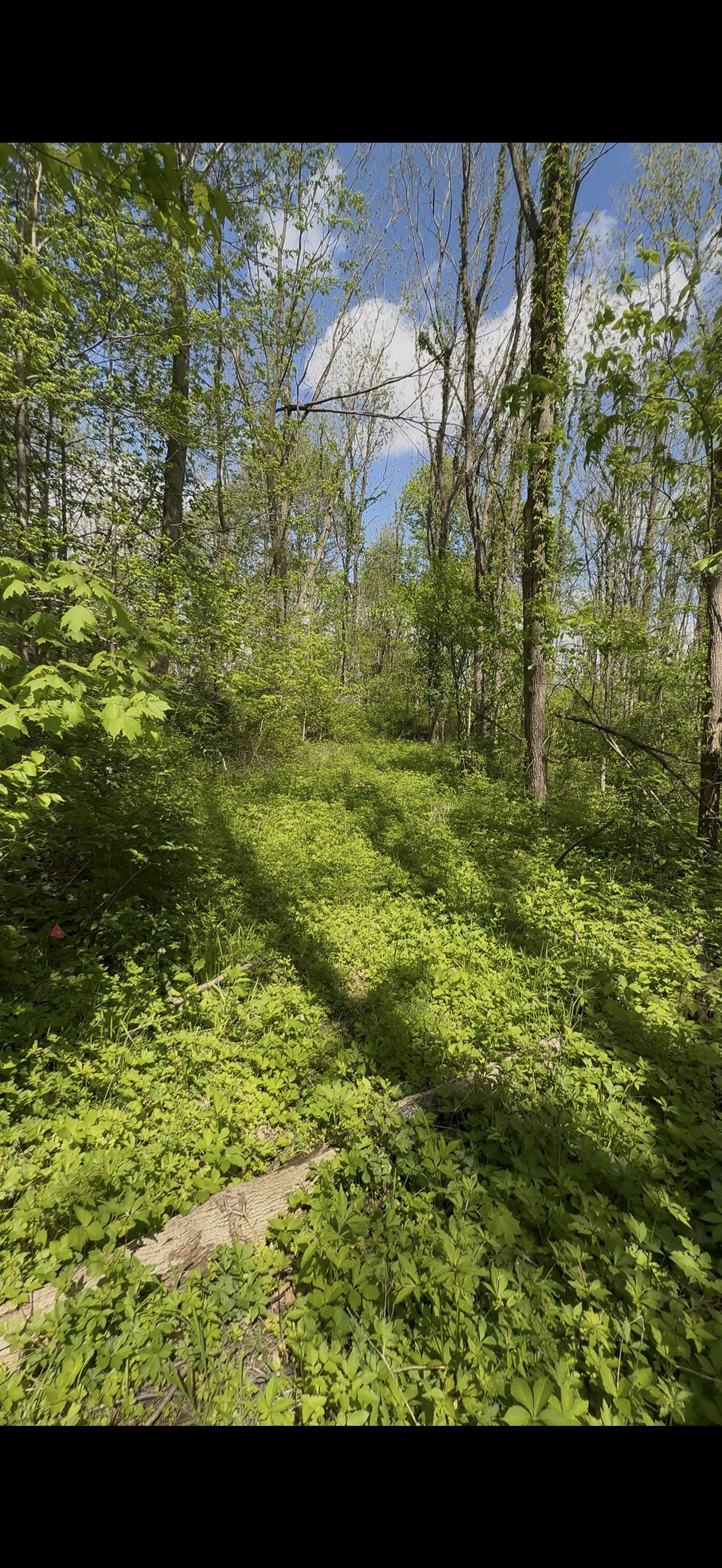 Narrow overgrown woods before clearing