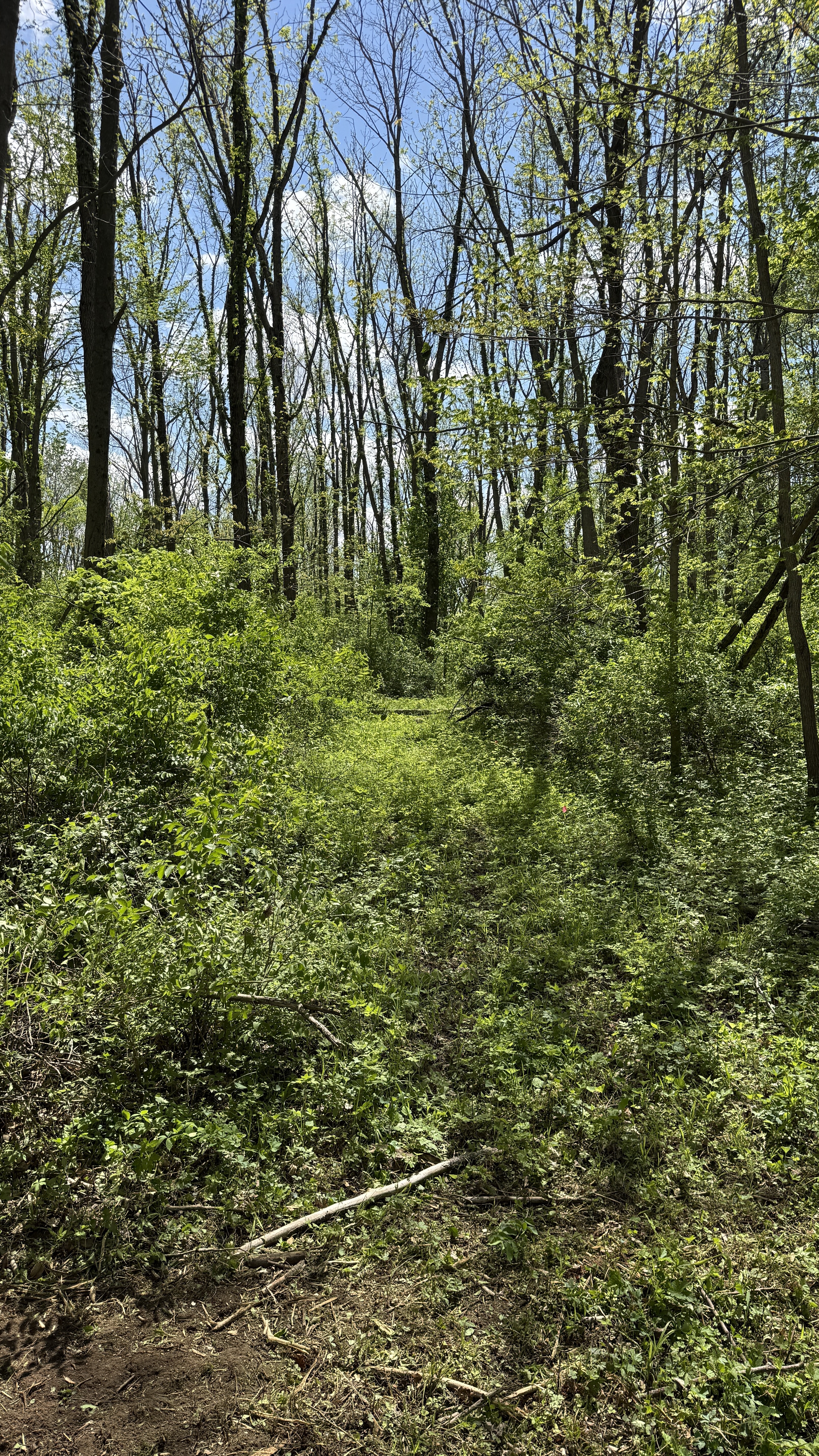 Overgrown trail before clearing