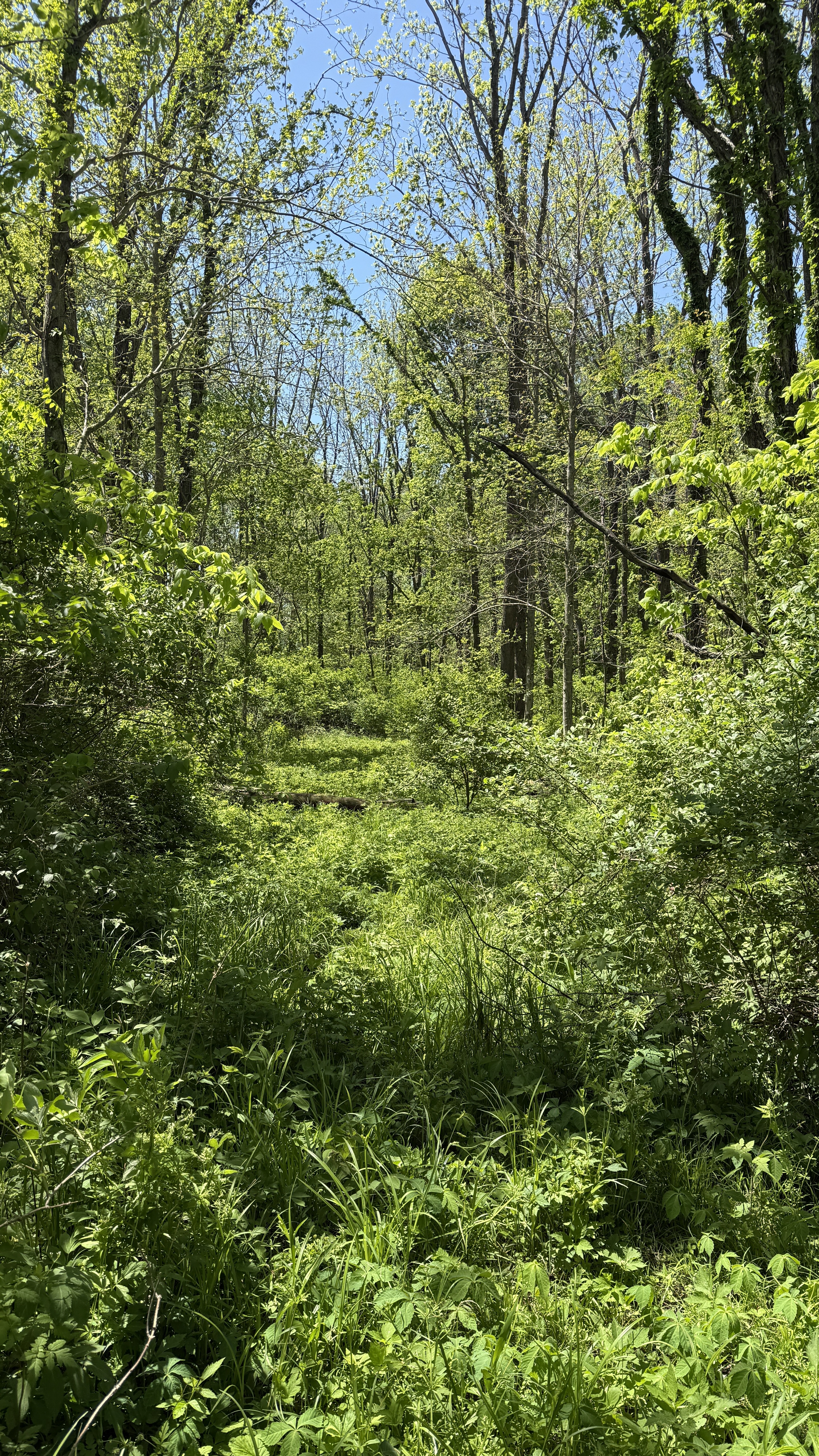 Dense woods before trail clearing