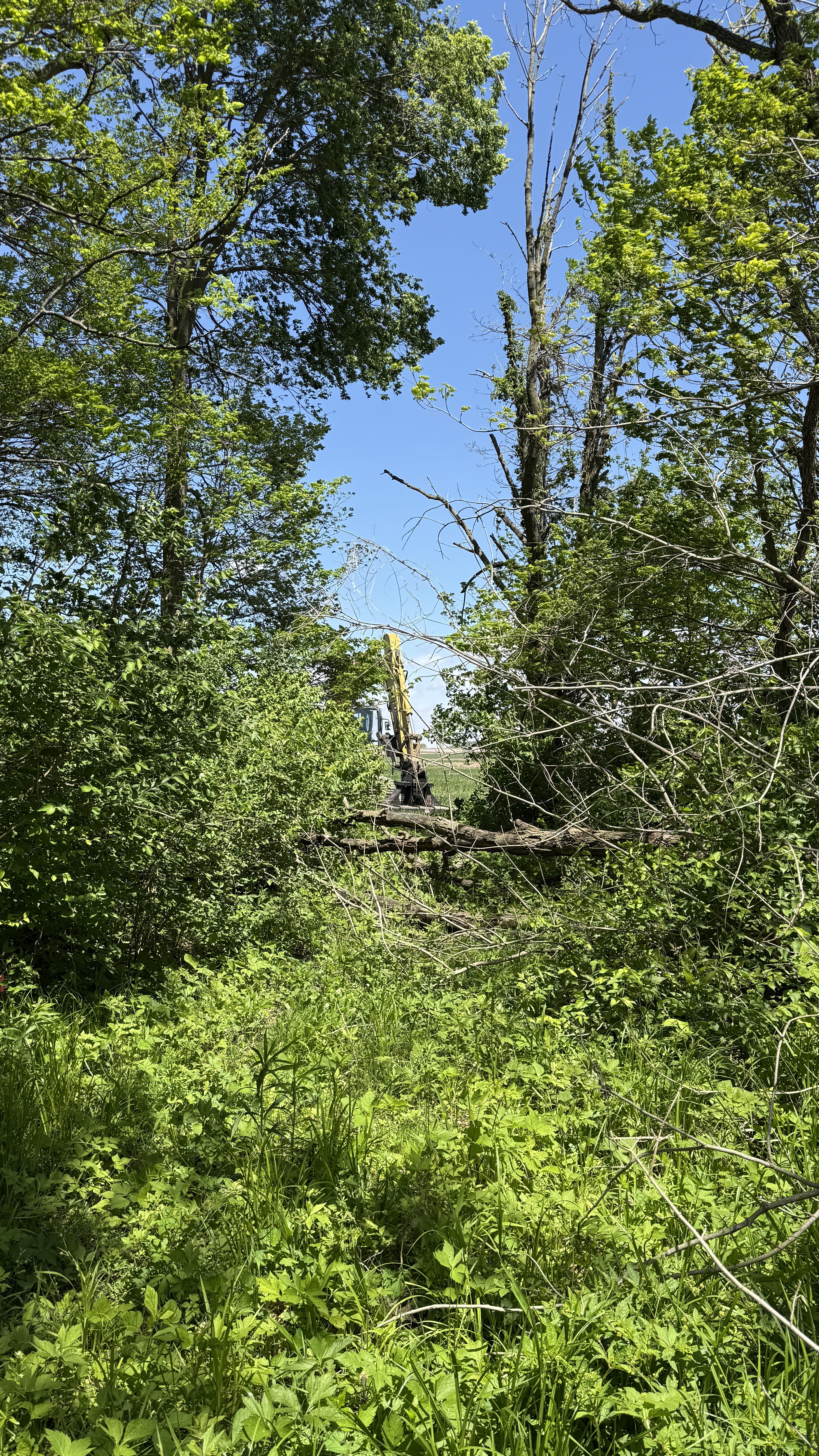 Excavator approaching overgrown trail before clearing